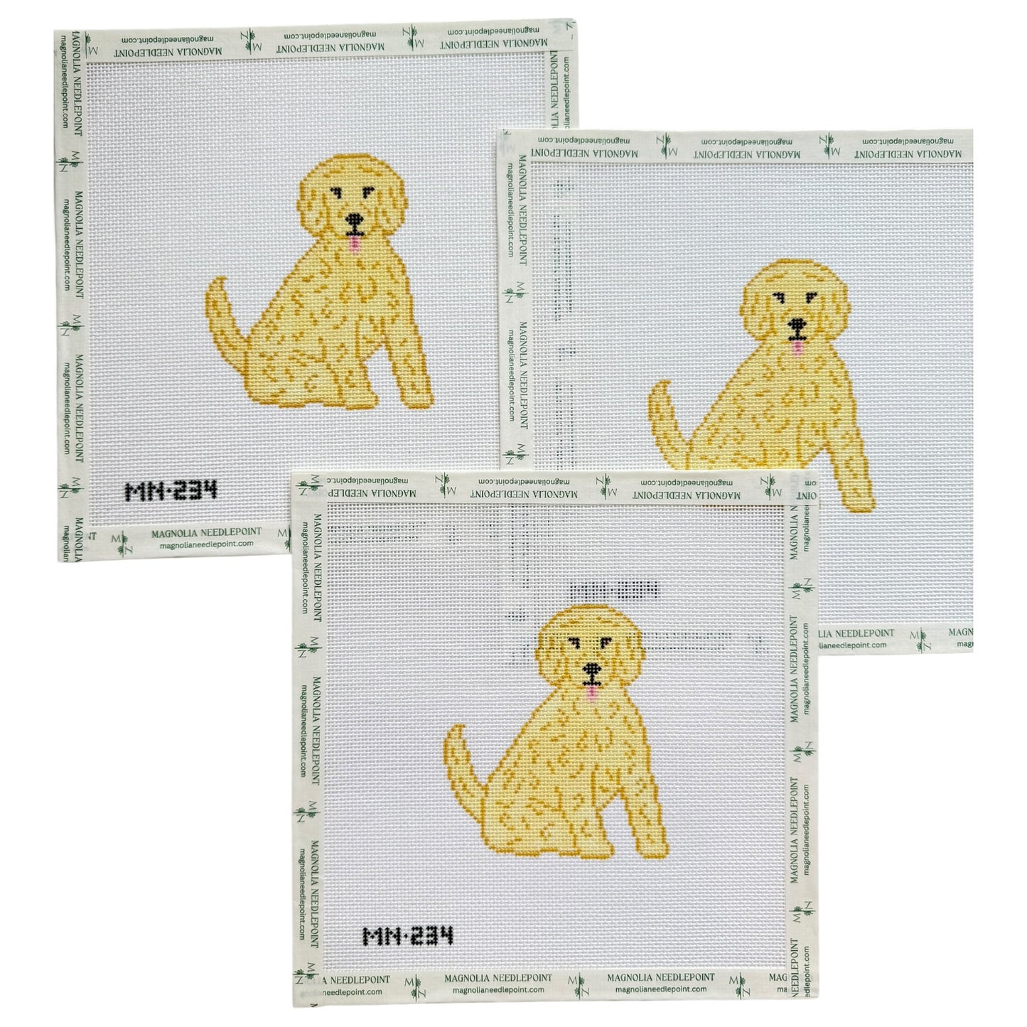 Blonde Doodle / Poodle