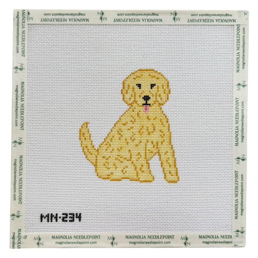 Blonde Doodle / Poodle