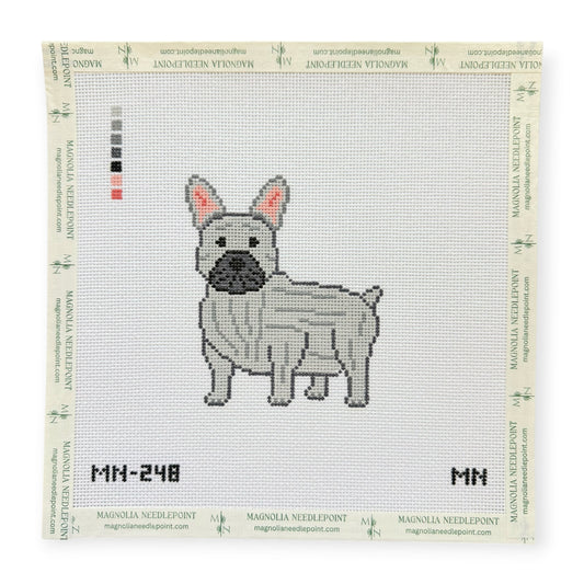 Gray Frenchie