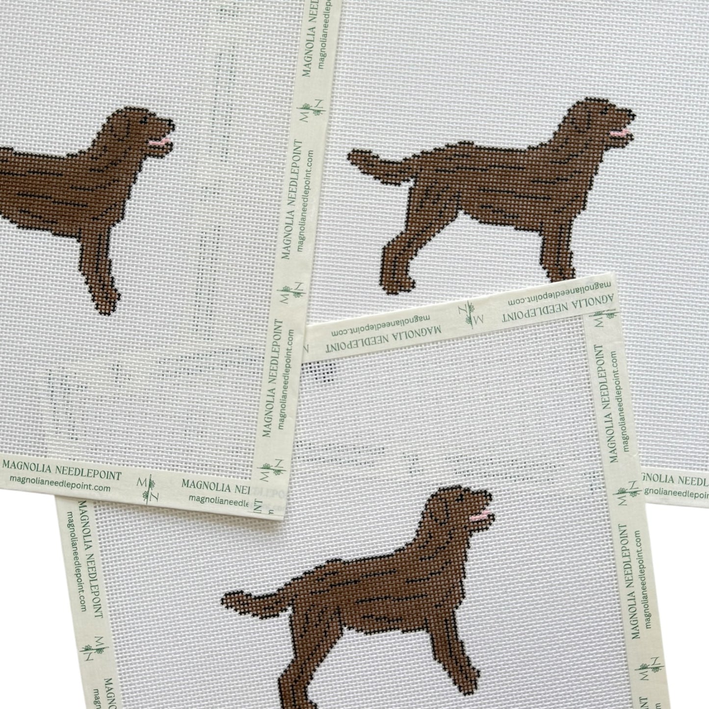 Chocolate Brown Labrador Retriever